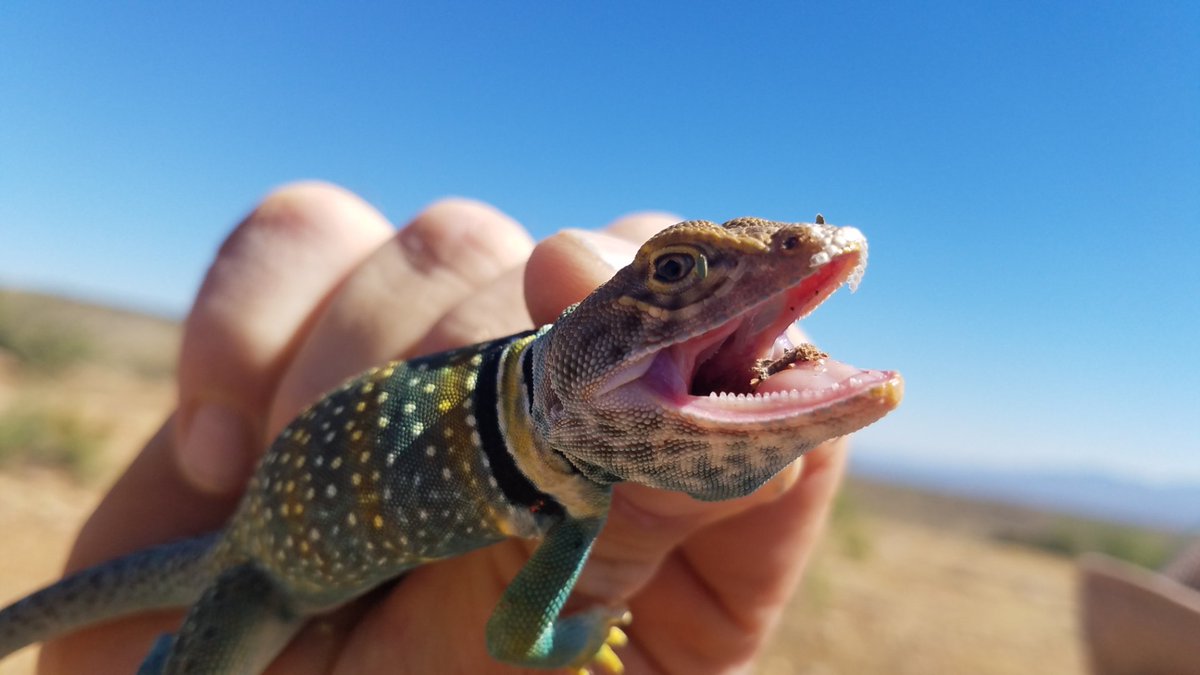 LShelton65's tweet photo. #CollarredLizard hunting today with my best friend @WildmanPhil https://t.co/Xdpa6PYgb9
