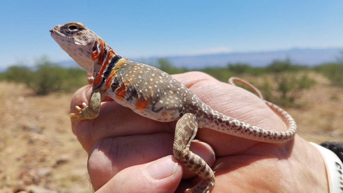 LShelton65's tweet photo. #CollarredLizard hunting today with my best friend @WildmanPhil https://t.co/Xdpa6PYgb9