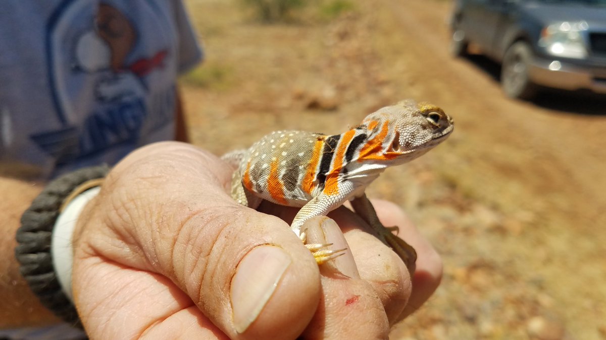 LShelton65's tweet photo. #CollarredLizard hunting today with my best friend @WildmanPhil https://t.co/Xdpa6PYgb9