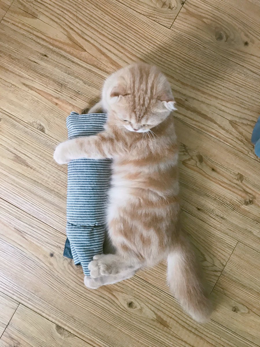 niinii_meow's tweet photo. 모모 나갔다와서 더울까봐 물 얼려놓은 보틀에 천 싸서 줬더니 껴안구있다 귀여워 https://t.co/6GMFop2NiV