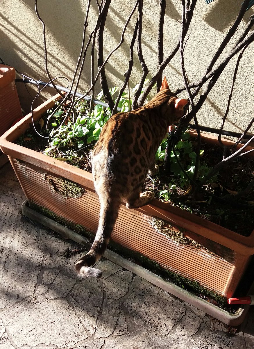 bordognaroberto's tweet photo. Harry apparently says 'hello' &amp; 'bye bye' meows now - today #Jul1st #cat drinking place selection... https://t.co/f8Vd15Ta1S