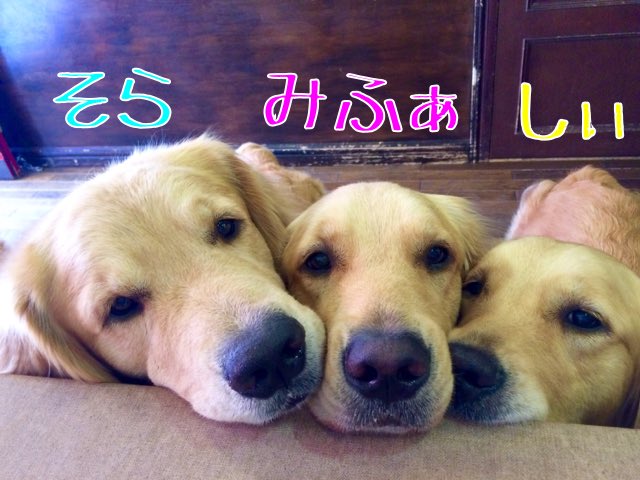 Cafe De Monca Sora Sea Mifa Twitter