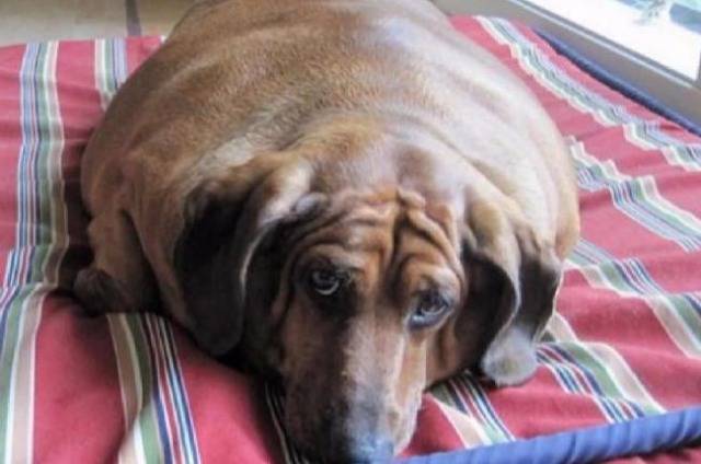 MyCatHappy's tweet photo. The fattest dog in the world https://t.co/QEsddYp3WH https://t.co/9bYe6mij0T