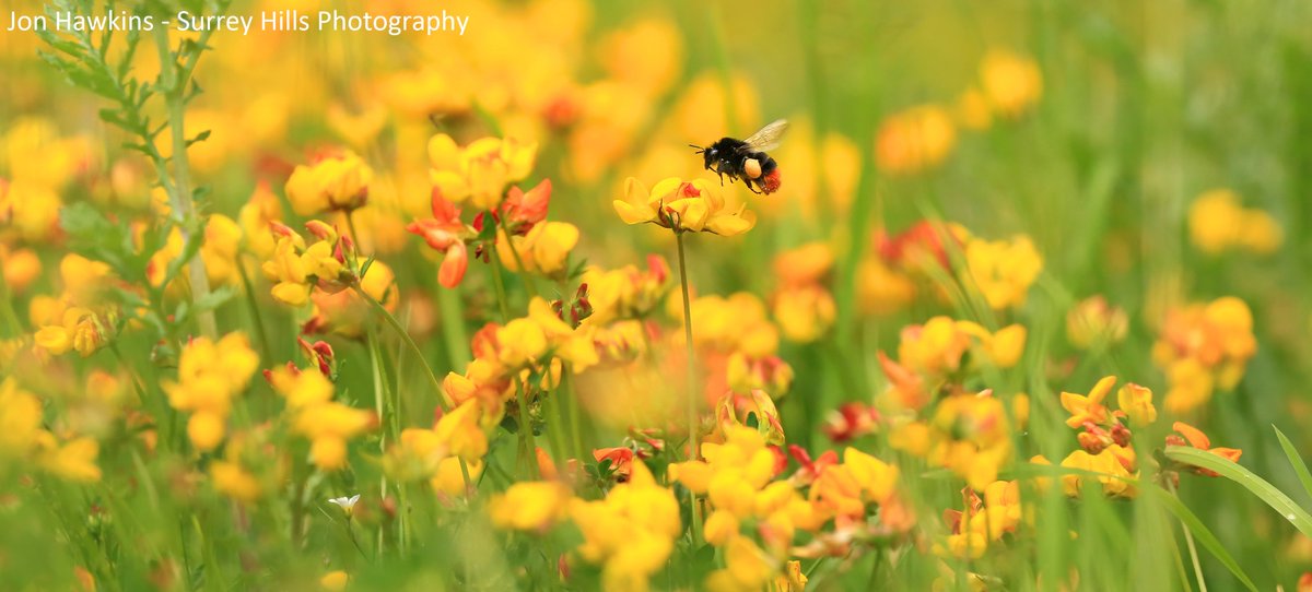 WildlifeTrusts's tweet photo. RT to help raise awareness of the loss of our wildflower meadows - 97% gone from our landscapes #NationalMeadowsDay https://t.co/Zcsy5BbEQJ