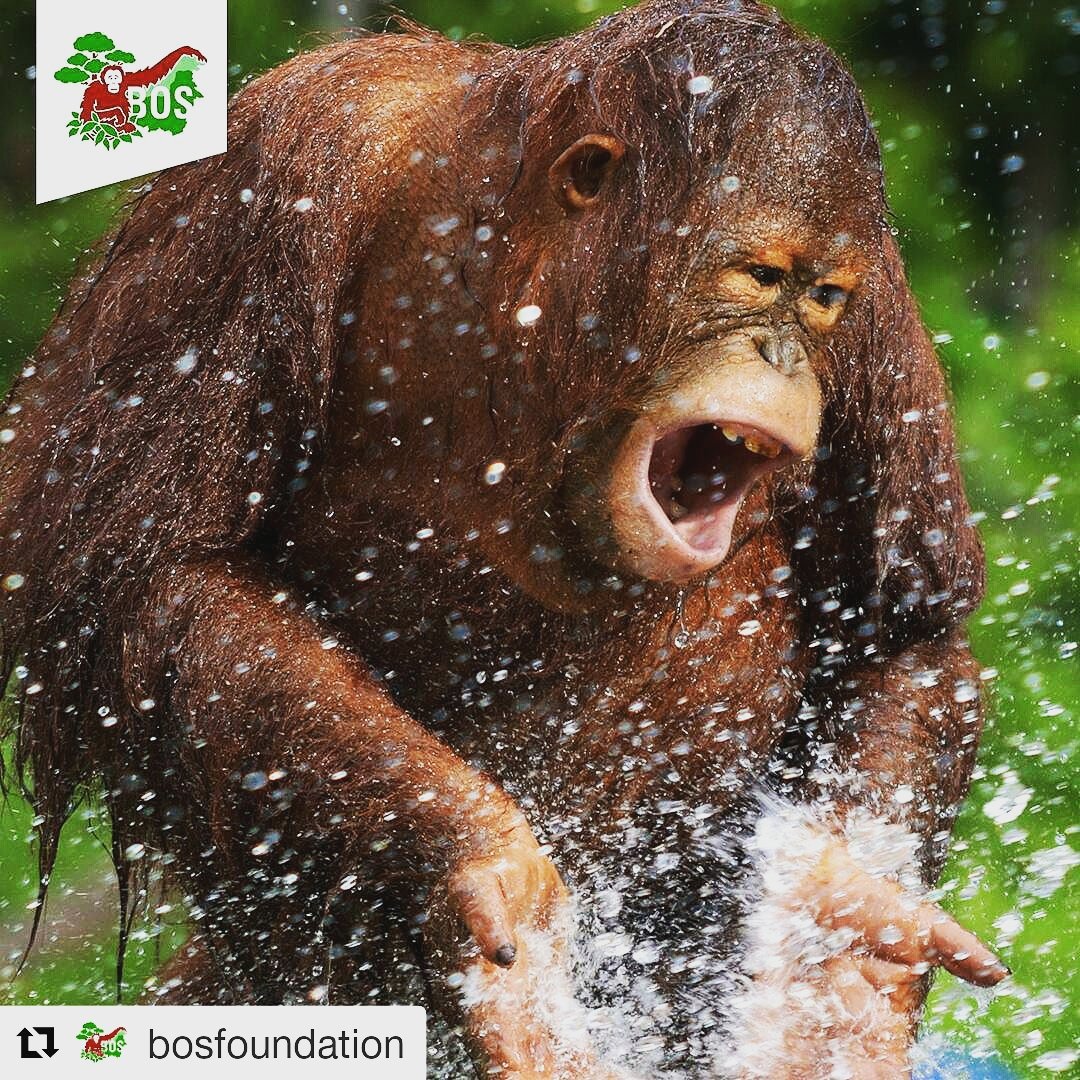 Happy weekend!@bornean_OU #borneoeyewear #shades #CSR #program #fundraising #endangered #orangutans #primates #wildlife #BOSF #BOSFoundation