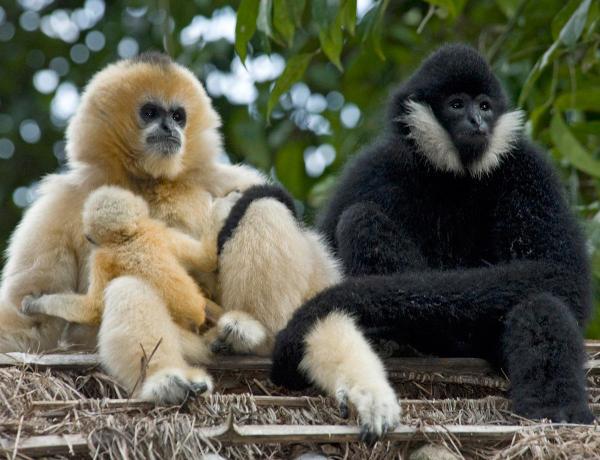 Strange_Animals's tweet photo. Black &amp; white gibbons. https://t.co/28MNaF4WXH