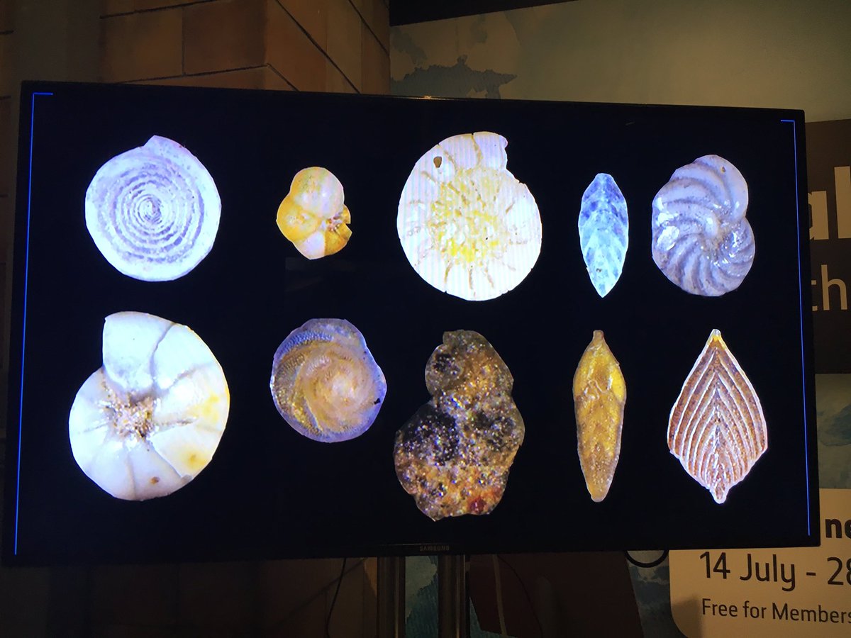 MSprostranova's tweet photo. #CitizensScienceProject @NHM_London LOG ONTO https://t.co/dFRPKNmtmD &amp; help the #NHM #Scientists classify #fossil data #FossilFriday 🐚🦈🌊 https://t.co/w6bvBNhmLp