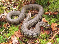 #Grasssnakes! Sun 2 July 10am—2pm #SxARG event @ #WeirwoodReservoir #ForestRow
Details: bit.ly/1Ndv7OJ chris.drewery@btinternet.com