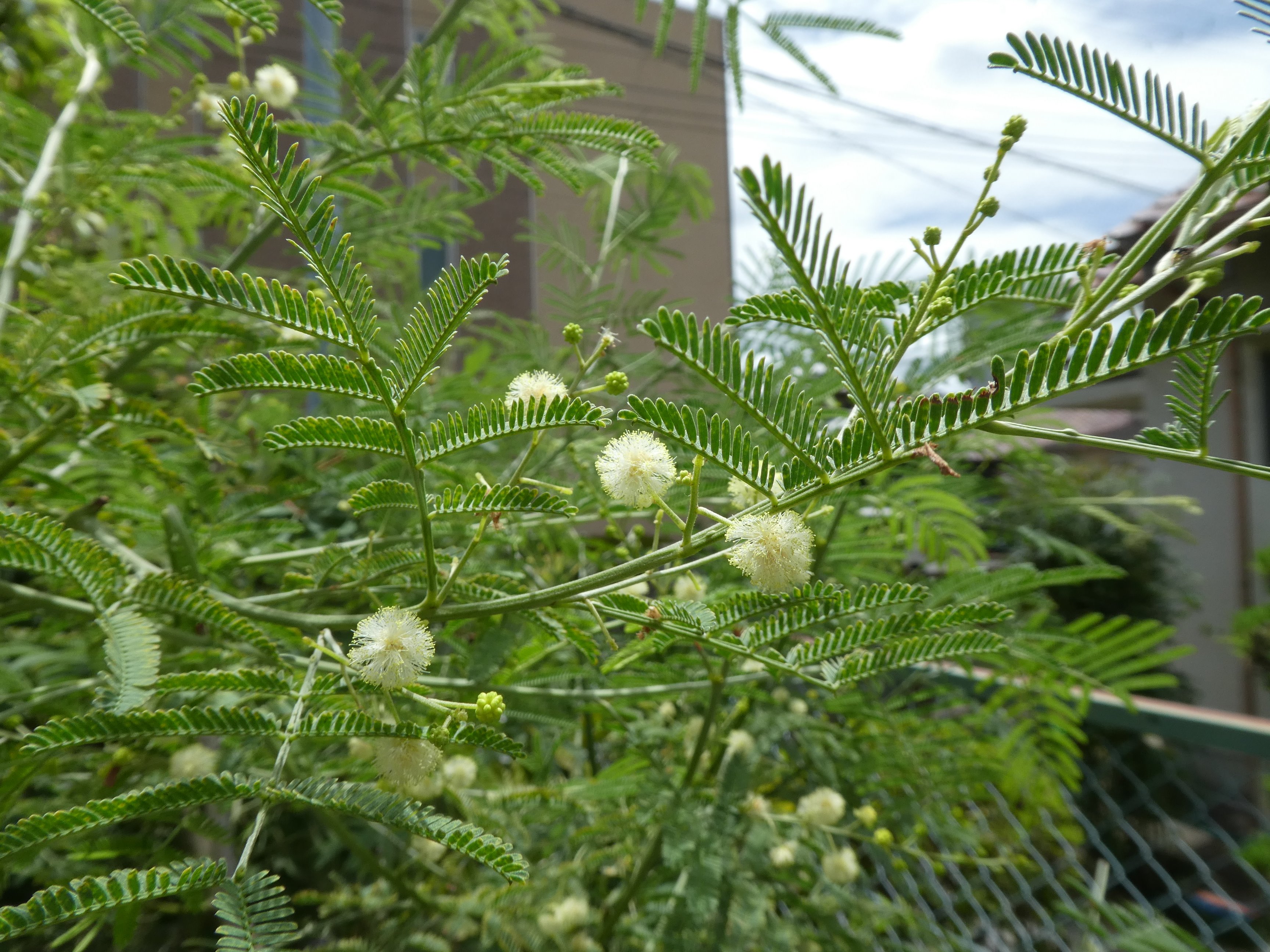 تويتر 大阪でひっそり暮らすバニヤップ もう学会はいい على تويتر レモンティートゥリーの花です 夏前 ティートゥリーの最後の花になります 四季咲きアカシア デアネイが咲いています いずれも目立たぬ花です オーストラリア的 3枚目はユーカリを剪定ました
