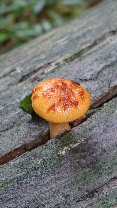 お散歩してたら色々キノコ発見
種類は分かりません 