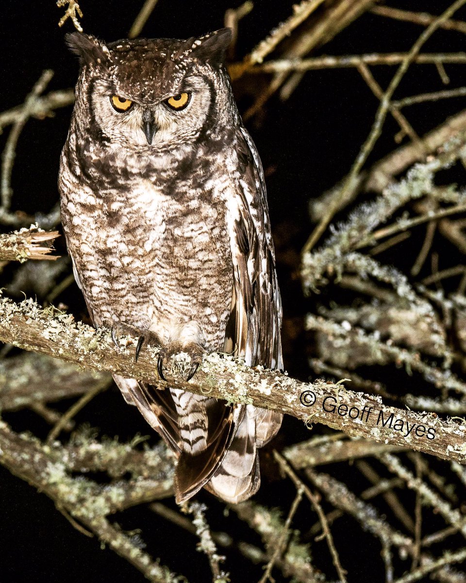 Geoff Mayes tweet media