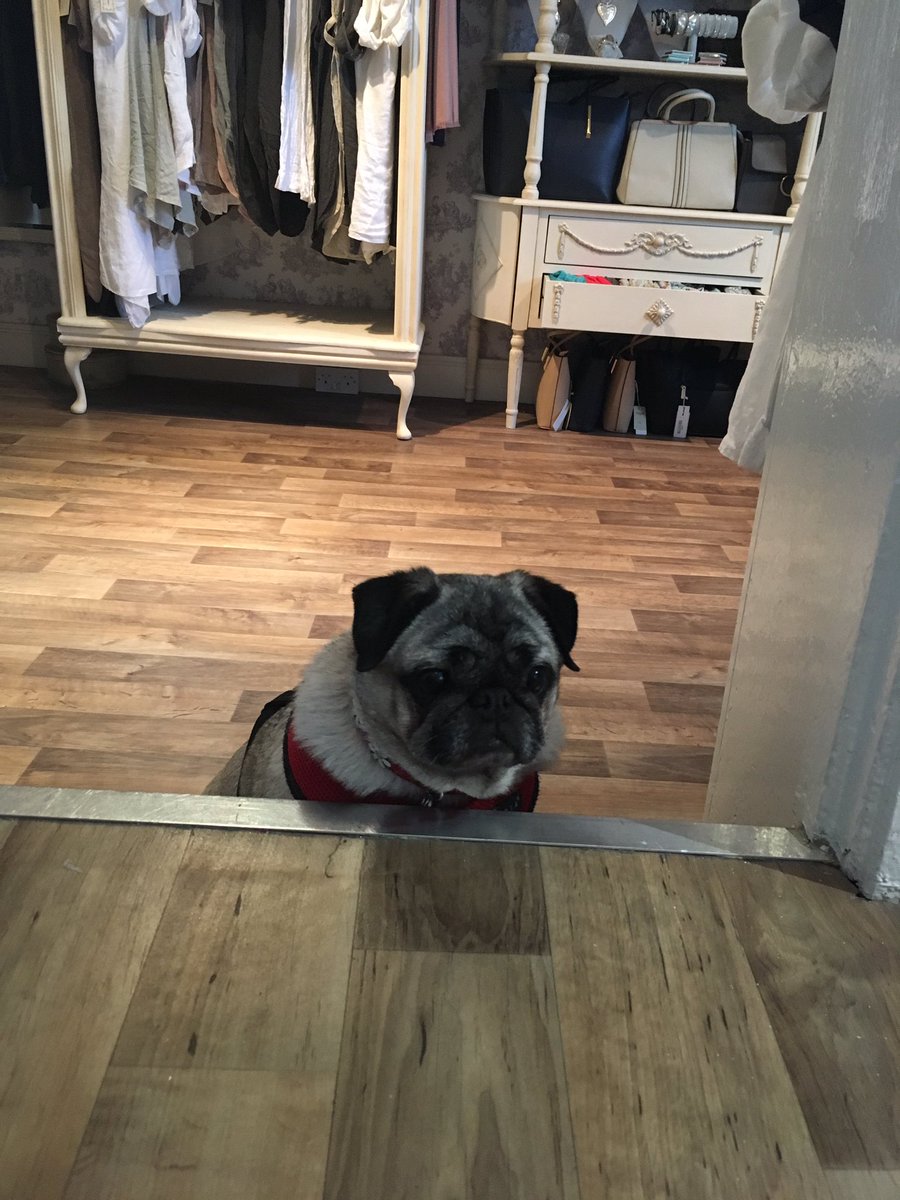 Elsiemaepuggles's tweet photo. Went to work with mummy yesterday, I got bored can you tell? 🐾 https://t.co/wimQJPUpIS