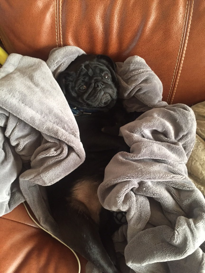 Elsiemaepuggles's tweet photo. Move your feet loose your seat I'm afraid, hey Murph? 🐾❤️🐾💙 https://t.co/Xk29kCUcI9