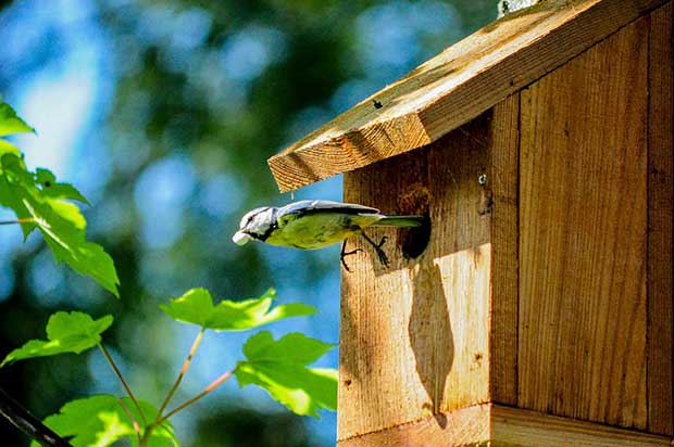 Looking for something fun + free to do with the kids today? Come to Knight's Hill Wood, opp Tivoli Park, from 2pm and help build bird boxes!