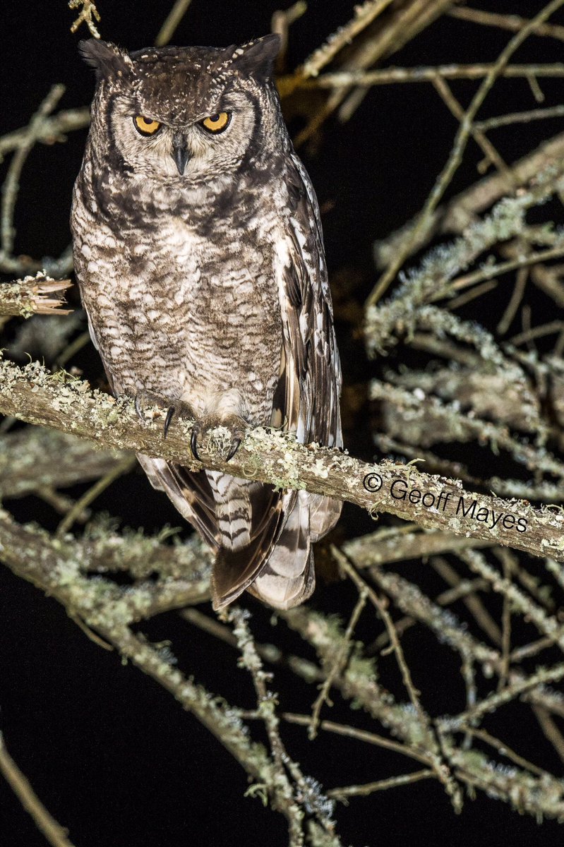 Fantastic sighting of a Spotted Eagle Owl on last nights gamedrive! <a href="/TheTravelClubKe/">TheTravelClub</a> <a href="/MagicalKenya/">Kenya Tourism Board</a> #naivasha #nightdrive #privateconservancy