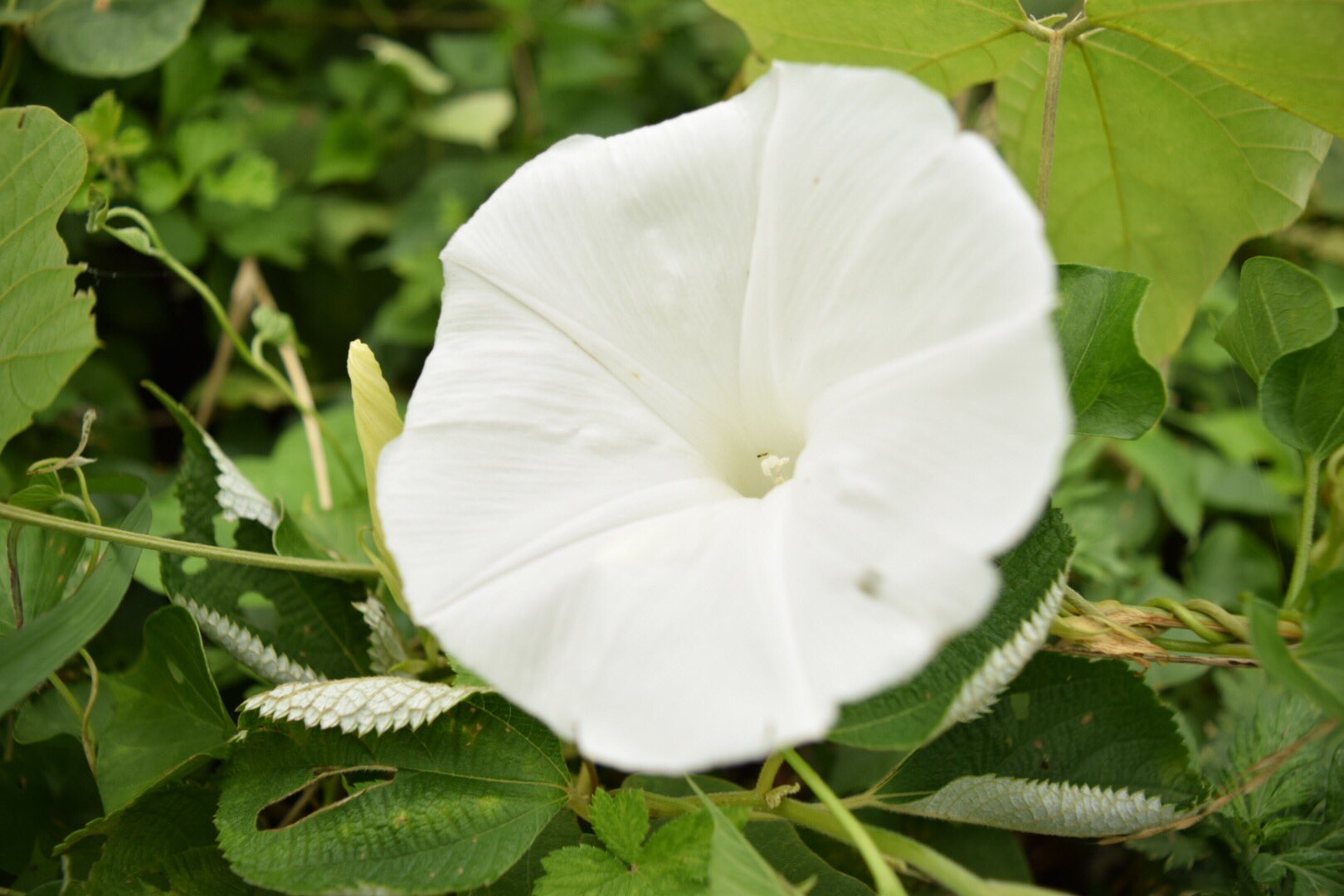 柊 垢 白い朝顔 朝顔はお馴染みの紫色しか見たことが無かったので家の近場で見つけてびっくりしました ちなみに白い朝顔 の花言葉は 溢れる喜び 固い絆 だそうです 一眼レフ 一眼レフ初心者 カメラ女子 ファインダー越しの私の世界