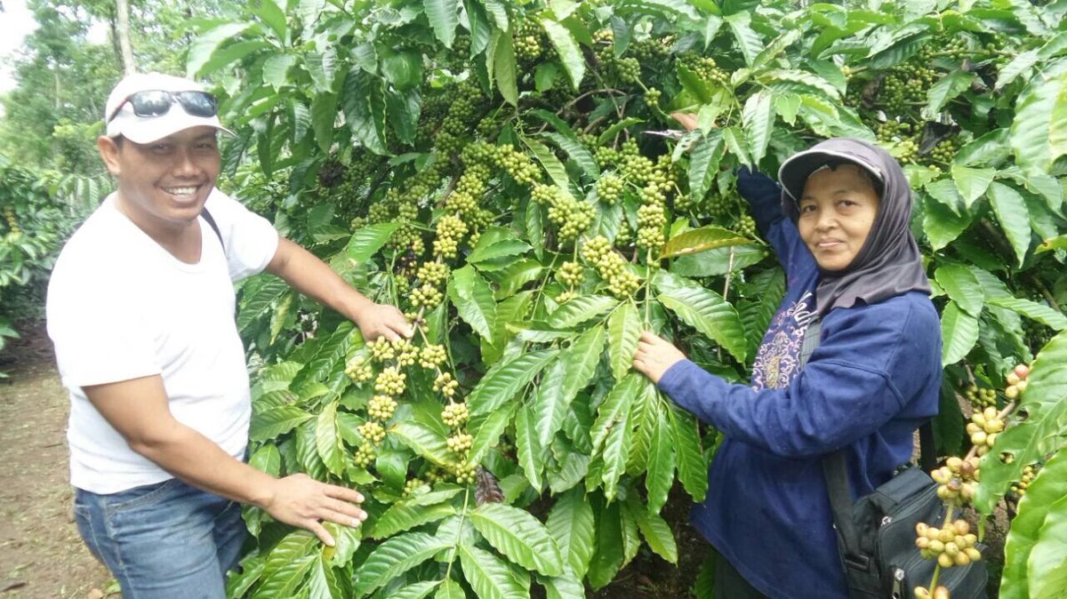 Sory Ndoro <a href="/arieparikesit/">#KelanaRasa</a> ada poto produk saya..lha ini yg membantu petani bisa mencapai kopi organik...cc Ndoro Bopo <a href="/Amal_Alghozali/">Pemuda Idaman</a>
