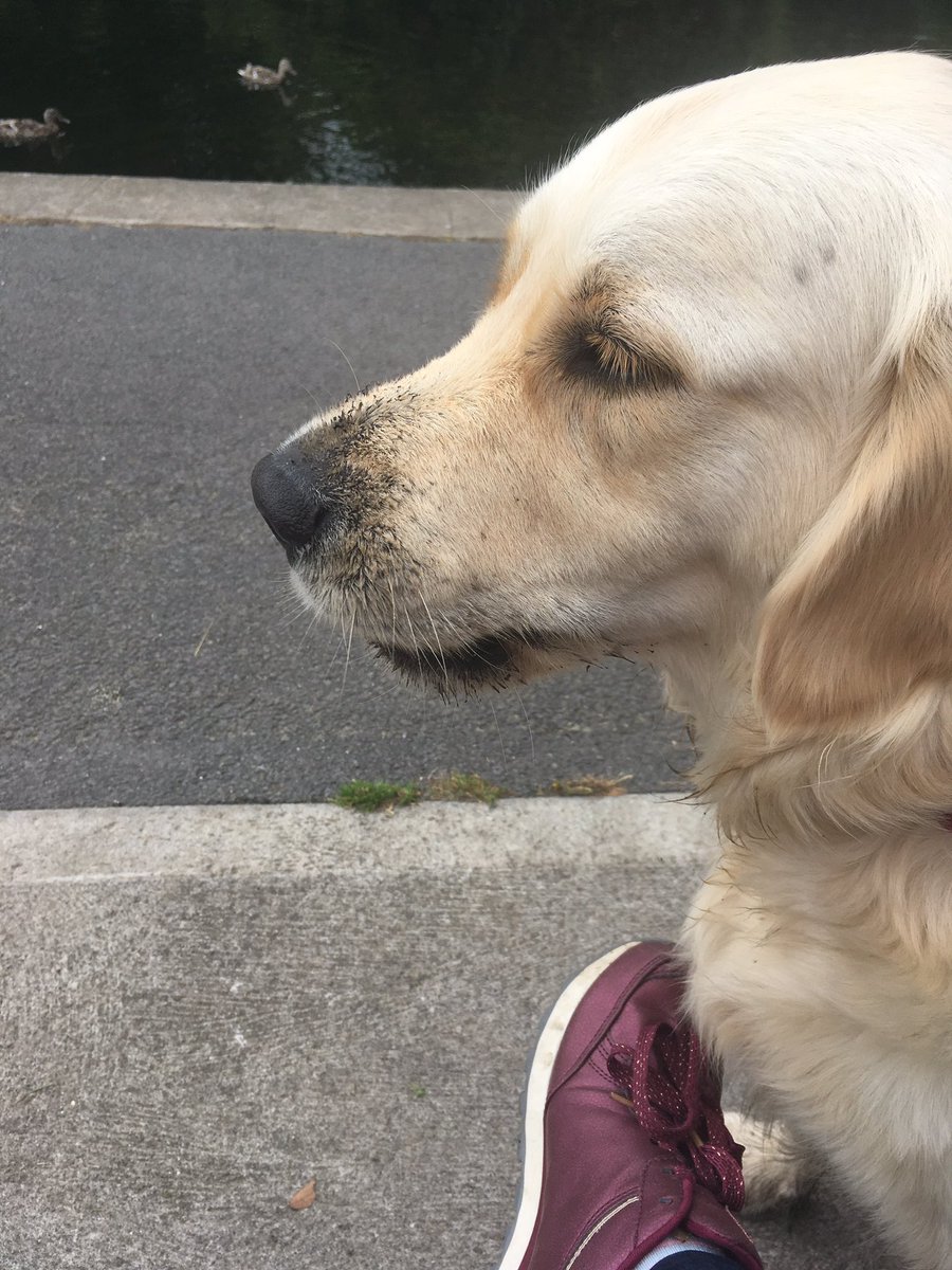 roisintrunk's tweet photo. #happyfirstofjuly #muckydoggo #dogoftheday meet lovely people whilst walking with him 👇🏻great way meeting people with your #doggo 😊🌳🐕🐾 https://t.co/op75fDPYTy
