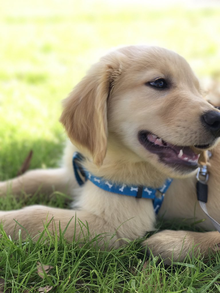 ThreadedInkCo's tweet photo. @KatiePlayDough Puppers https://t.co/OUiV8yQ3Pd