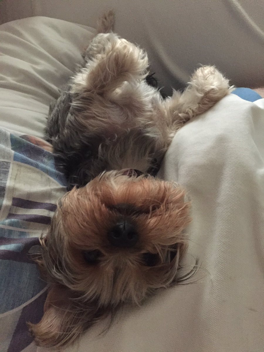 Loopylola the yorkie tweet media