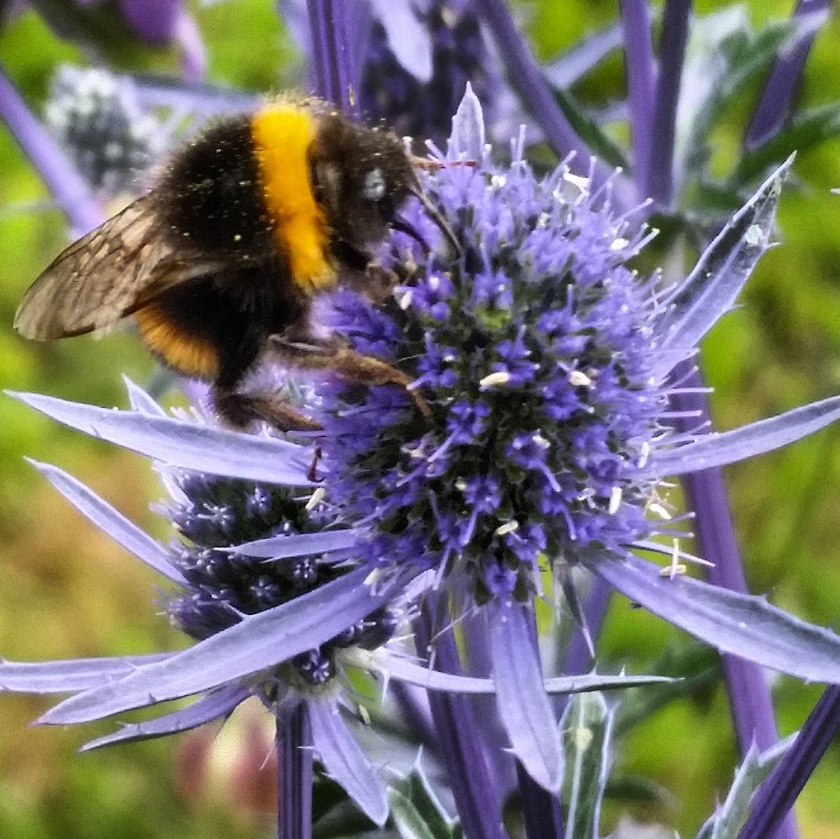 danbonhamphoto's tweet photo. #Flower #Brighton #Pollen #Stem #WildPlants #Nature #NaturePhotography #Photography #CloseUp #Focused #ExtremeCloseUp #ColourBalance #Bee https://t.co/43VyLldsoD