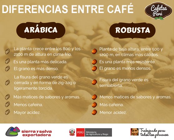 Tipos de café: Arábica e Robusta