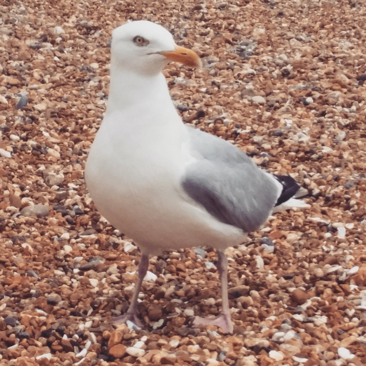 danbonhamphoto's tweet photo. #Brighton #BrightonBeach #Beach #Sussex #Seagull #Seagulls #Bird #Pebbles #Nature #NaturePhotography #Photography #CloseUp #Focused #ECU https://t.co/F7buwDgyBN