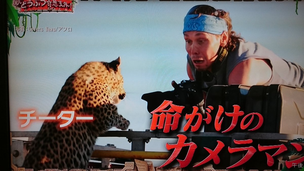 Etiqueta Vsリアルガチ危険生物 Al Twitter Etiqueta Vsリアルガチ危険生物 Al Twitter