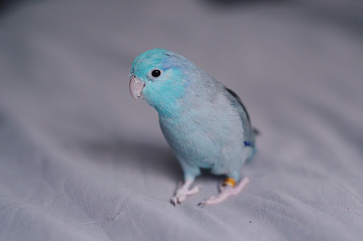 à¸à¸¥à¸à¸²à¸£à¸à¹à¸à¸«à¸²à¸£à¸¹à¸à¸ à¸²à¸à¸ªà¸³à¸«à¸£à¸±à¸ à¸à¸­à¸à¸±à¸ª