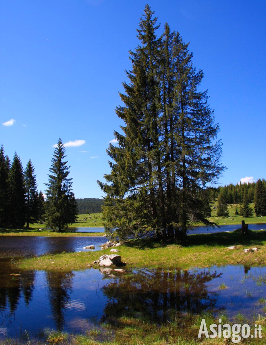 Domani #ESCURSIONE GUIDATA alla scoperta della Piana di #Marcesina con Guide Altopiano.
bit.ly/escmarcesinaga
Alt. di #Asiago