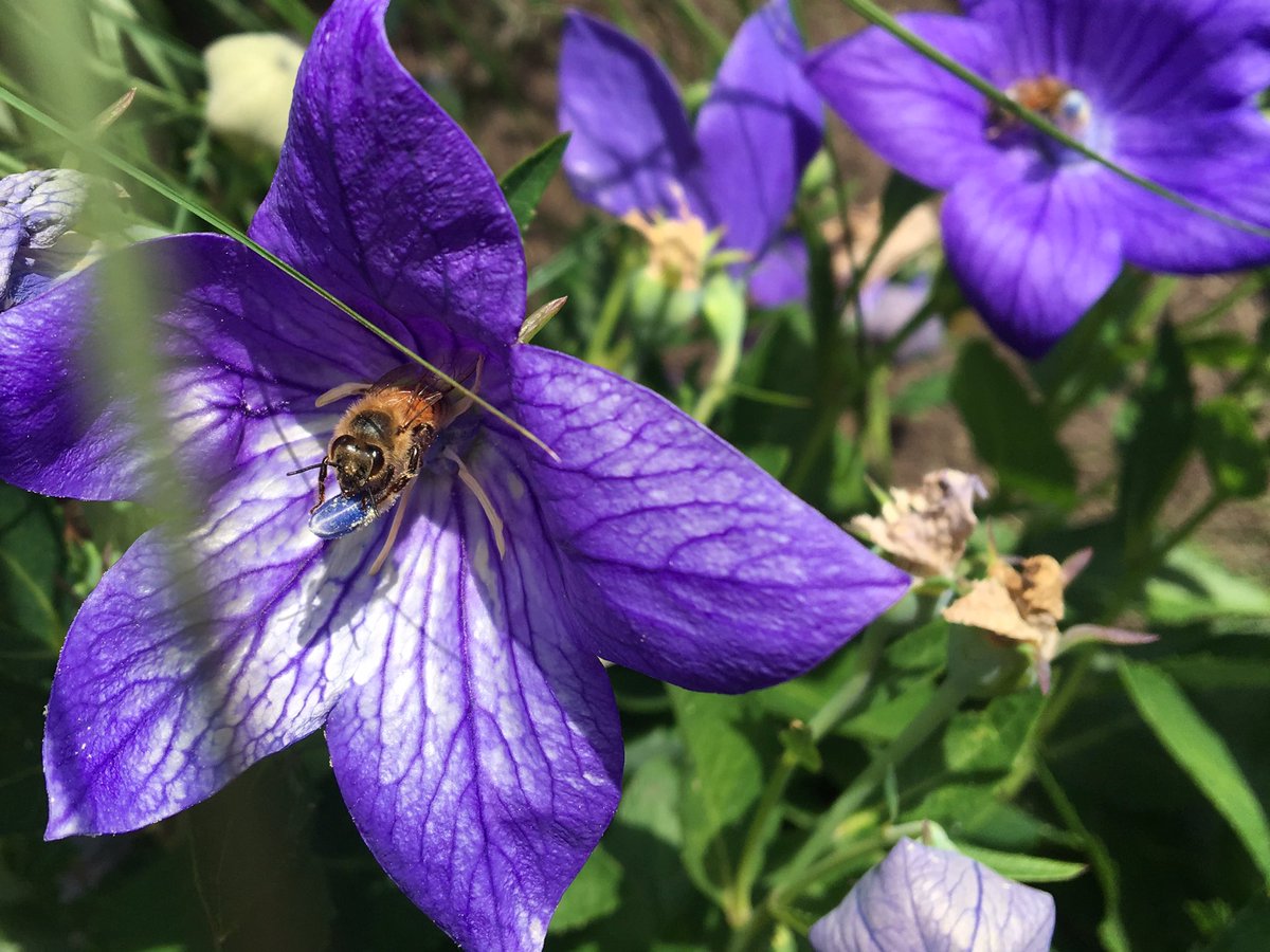 AHoneyBeeTree's tweet photo. #Honeybees on #balloonflower #PlatycodonGrandiflorus #pollencollecting https://t.co/pzsRBA23GJ