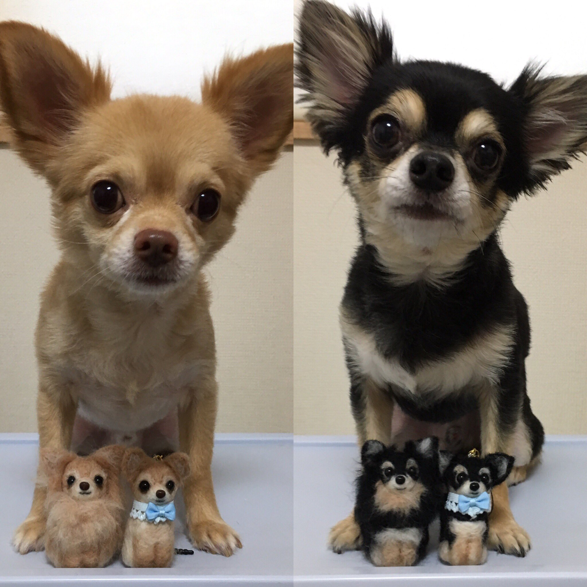 Twitter 上的 母がいと 最近 体操ネタ書いてないなぁ 犬バカメーター もうすぐmaxか ハンドメイドで何でも作るの大好きだけど 羊毛フェルトはセンスが無くて オーダーして作ってもらいました いぬバカ部 チワワ好き チワワバカ チワワバカ 羊毛フェルト