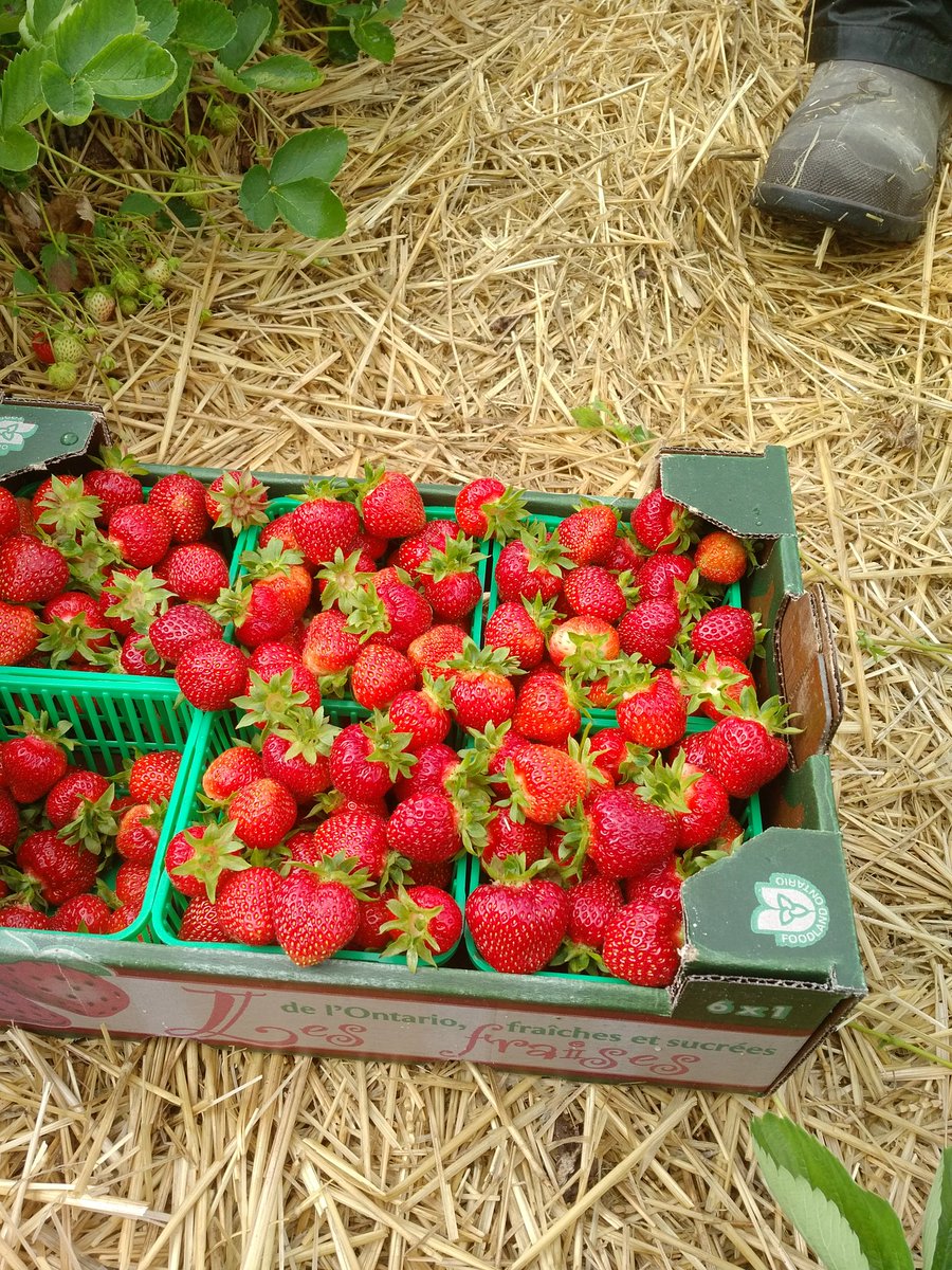 We are open for picking everyday including Canada day.  Come and pick nice red berries