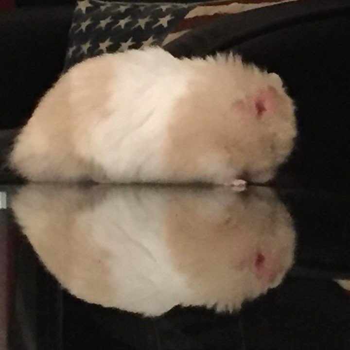 HamsterChico's tweet photo. When Chico saw his reflection @edsheeran 'I'm in love with the shape of... erm... me!' 🐹😘😅 #HamsterChico #EdSheeranFan 🙌🏼 https://t.co/pHNaeesBeV