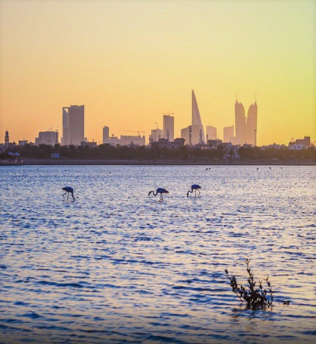 ViewBahrain's tweet image. Happy weekend everyone from Beautiful #Bahrain!🌅
#ViewBahrain #weekendsunshine #weekendvibes
#oursyoursbahrain #travel #wanderlust #explore