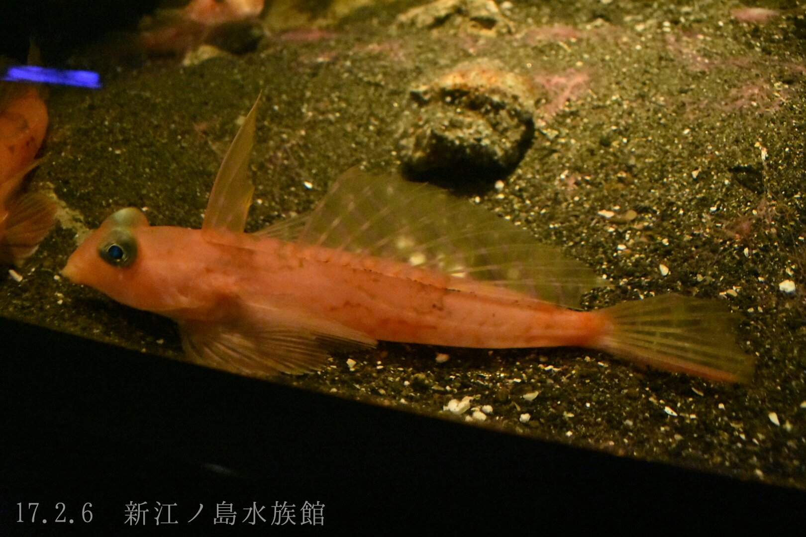 日本の海水魚bot Auf Twitter ベニテグリ ネズッポ科 レア度 自 水 ネズッポ科としては珍しい深海性で 水深0m前後の海底に生息する 名前の由来は手繰り網で採れる紅い魚という意味から おちょぼ口で海底の餌をついばむように食べる T Co