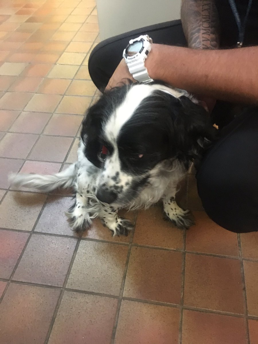 NithsdalePolice's tweet photo. This little chap has lost his human! He was found in the #Troqueer area of #Dumfries & is now at the Police Station. Call 101 if he is yours https://t.co/cDHtJlH1oT