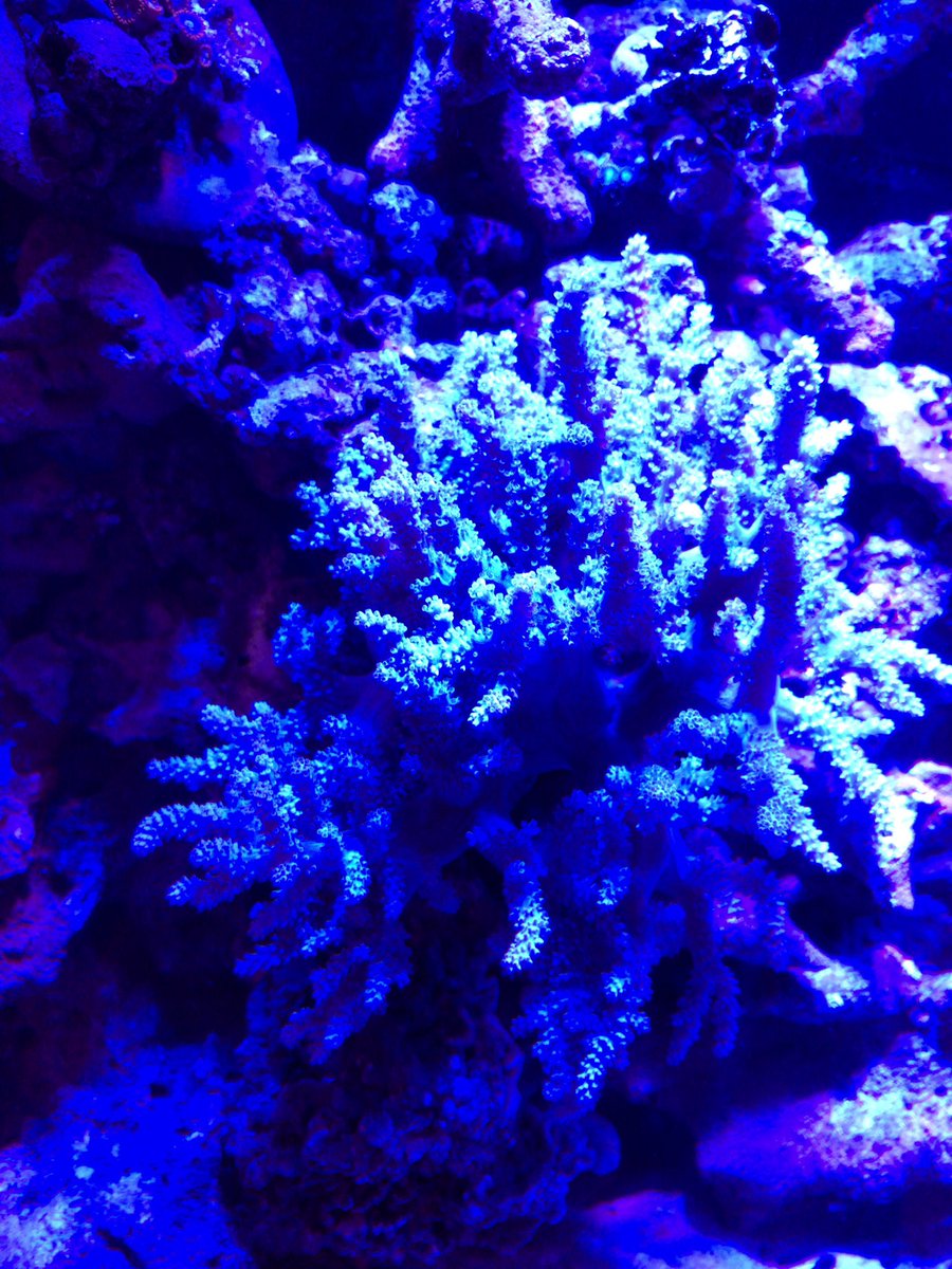 miniaqua tweet media