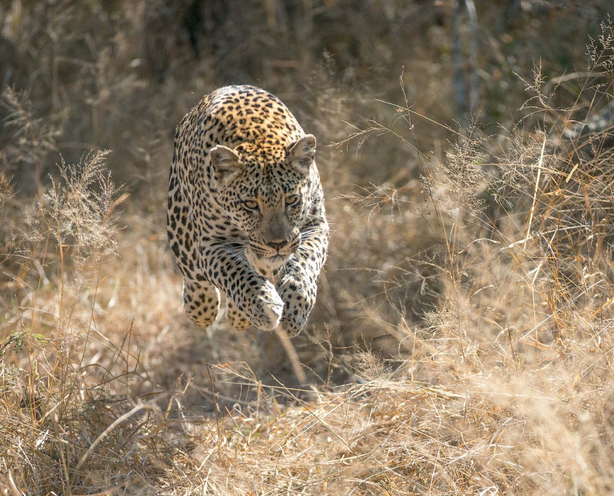 LeopardHills's tweet photo. Leaping Leopard 

#Leopard #Safari #Wildlife #LuxuryTravel #LeopardHills

Image by 
Heinrich Röntgen
@Rontgen_ZA https://t.co/JXByjShkf7