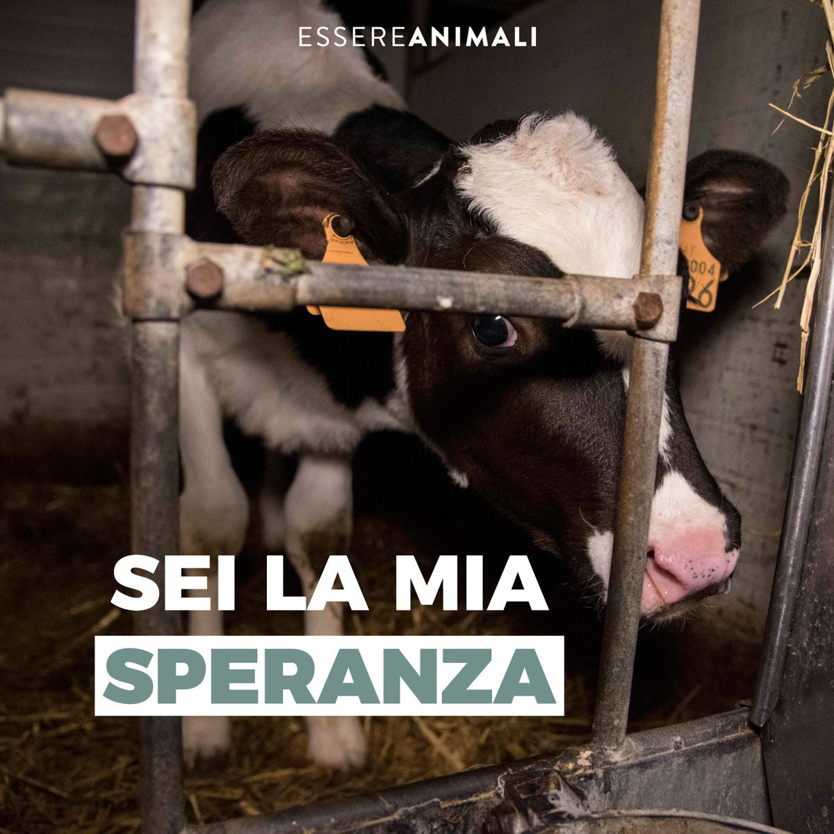 Gli animali non hanno bisogno delle nostre scuse, ma di azioni concrete.