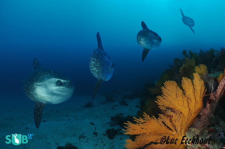 The famous big #MolaMola at #PuntaVincenteRoca dive site. Shot by Luc Eeckhaut #scuba goo.gl/FA0sJl