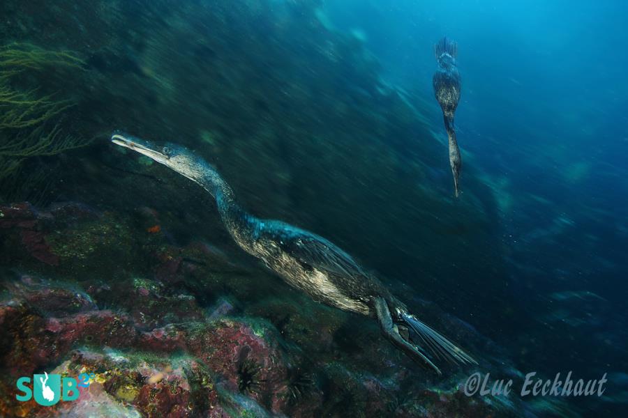 It's strange to meet a bird when you are 16m deep #Cormorant Hunting #Galapagos .Shot by Luc Eeckhaut #scuba goo.gl/FA0sJl