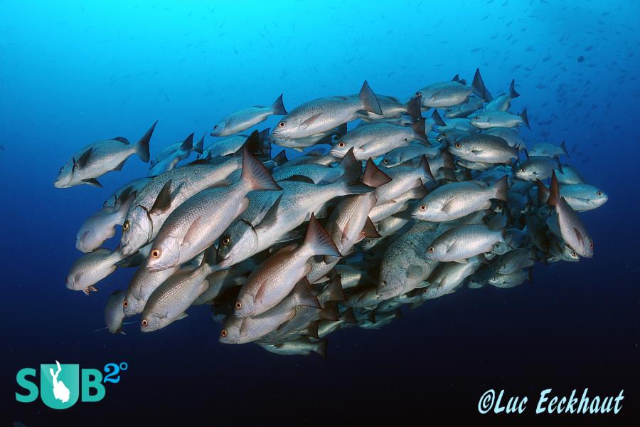 Huge schools of #fish everywhere. #FishSchool #Galapagos .Shot by Luc Eeckhaut at #DarwinsArch dive site #scuba goo.gl/FA0sJl