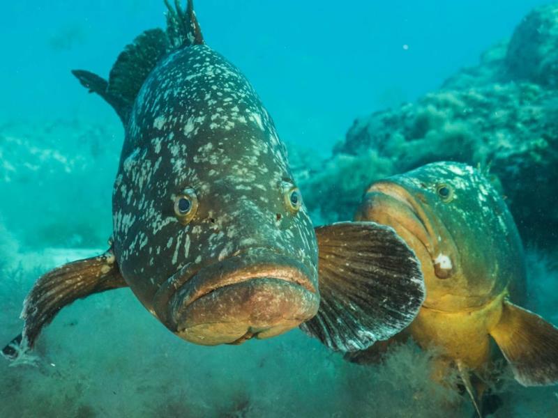 Mr Grumpy Gills in the #SavageIslands . Shot by Andrew Park #scuba goo.gl/mYvYxm
