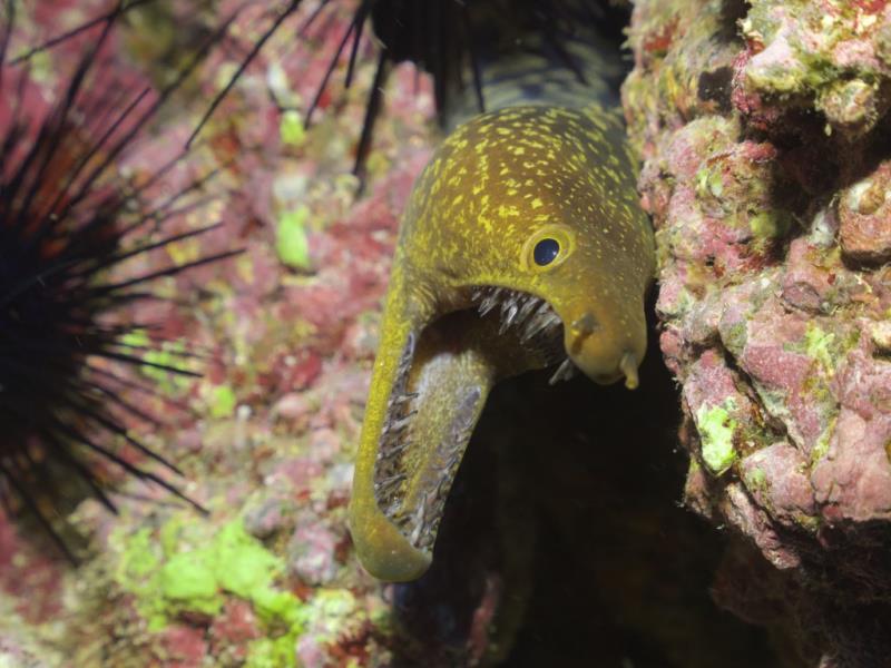 An #eel between the cracks in the #SavageIslands . Photo by Andrew Park #scuba goo.gl/mYvYxm