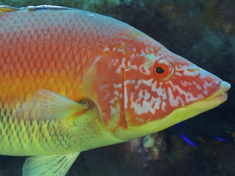 A fish eyes the unfamiliar lens in #SavageIslands . Photo by Andrew Park #scuba goo.gl/mYvYxm