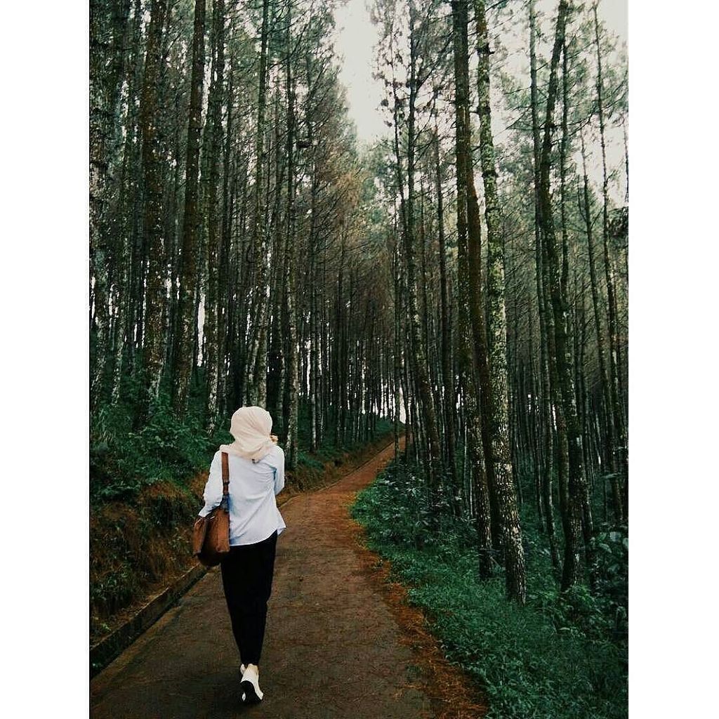 Bukit Moko tweet media