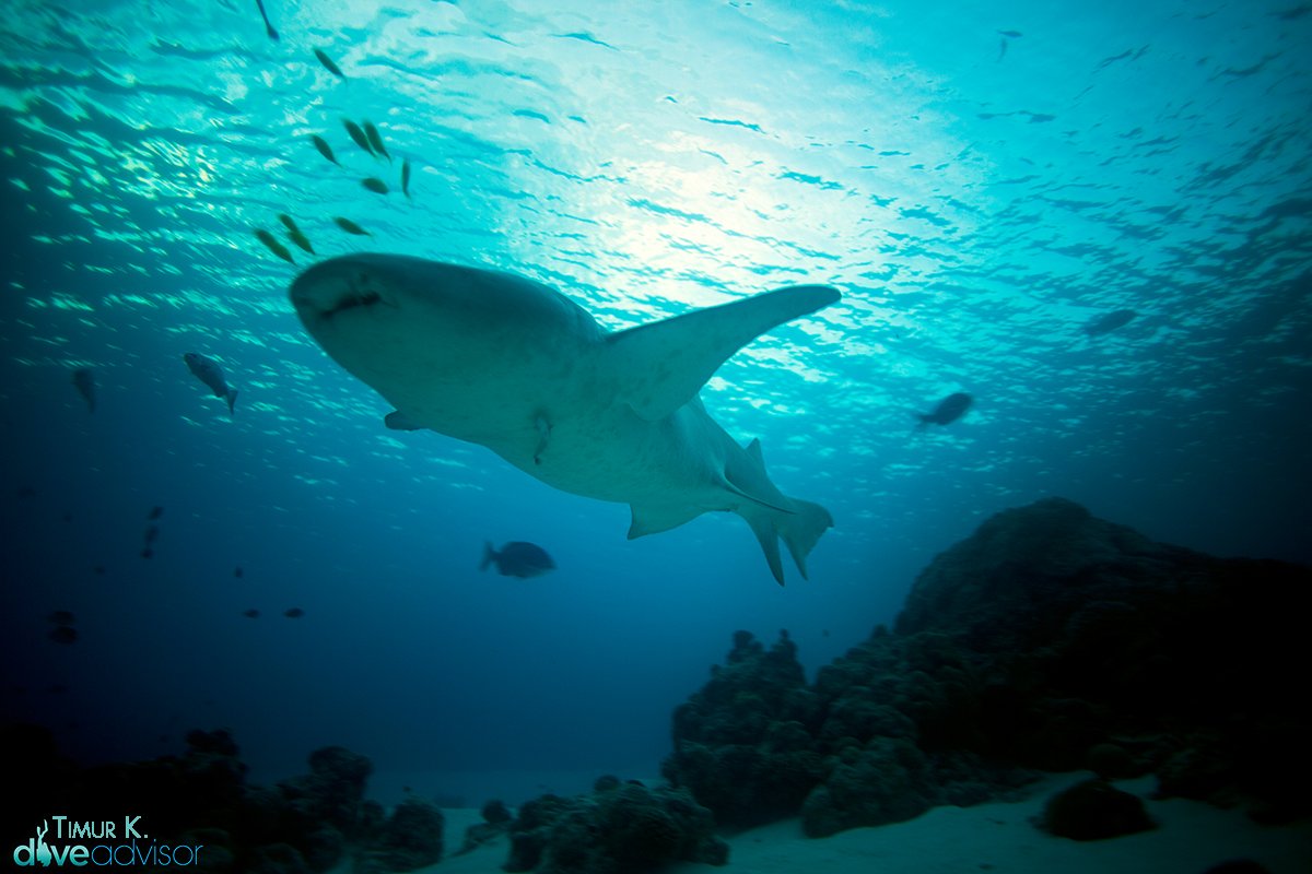 #NurseShark getting close &amp; friendly. Shot by <a href="/nolabelinc/">Timur K</a> at #Alimatha dive site @Scubaspa #scuba goo.gl/p3QCAy