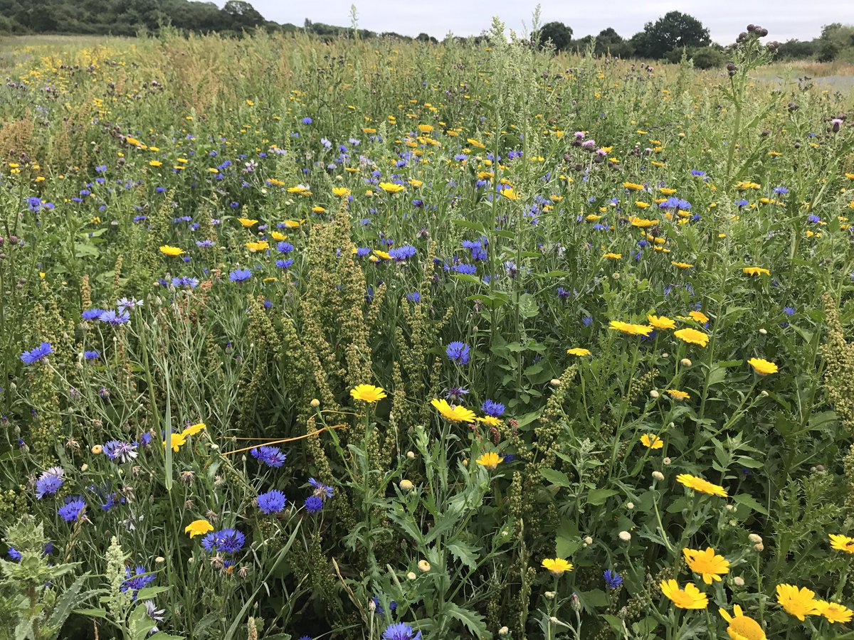 Lots of fun with <a href="/BlotchedEmerald/">David Howdon</a> on the <a href="/savebutterflies/">Butterfly Conservation 🦋</a> White Letter Hairstreak event <a href="/FriHoHi/">❤Horsenden Hill</a> #dodgydigiscope