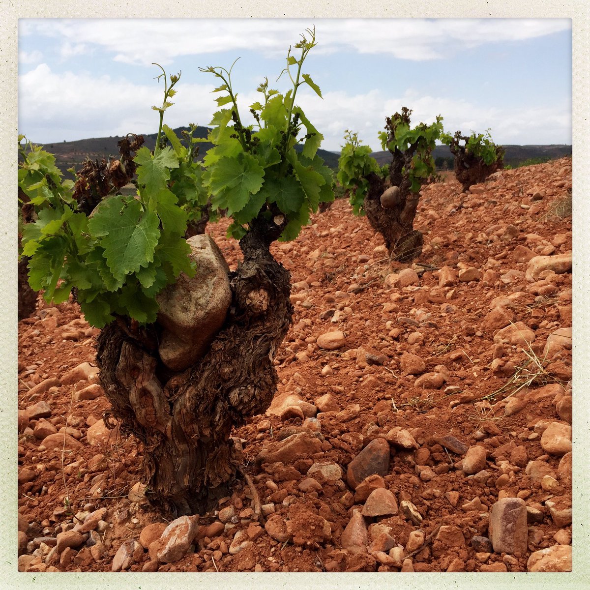 LuisGutierrezSD's tweet photo. Have you heard the latest news about the #Garnacha in #Aragon? https://t.co/MDbI7cbvSr (Subscribers only) https://t.co/icPHF3BqdO